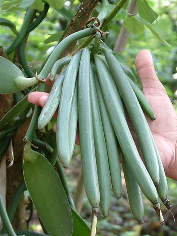 Vanilla_beans